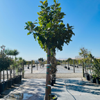 Southern Large Magnolia
