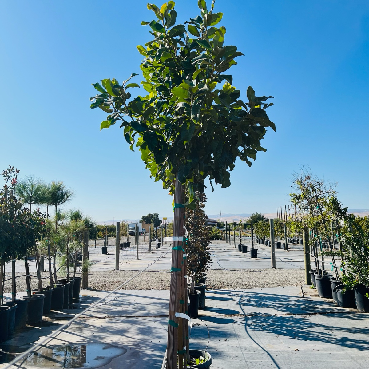 Southern Large Magnolia