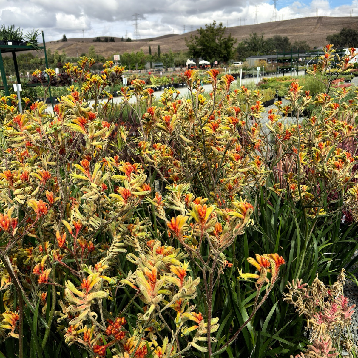 袋鼠爪-琥珀丝绒