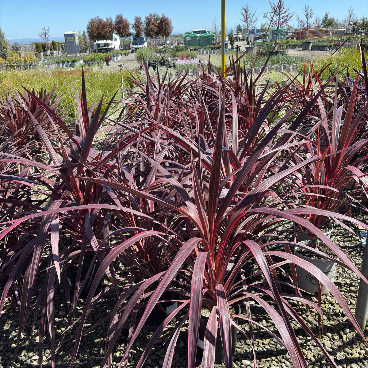 Electric Pink Grass Tree