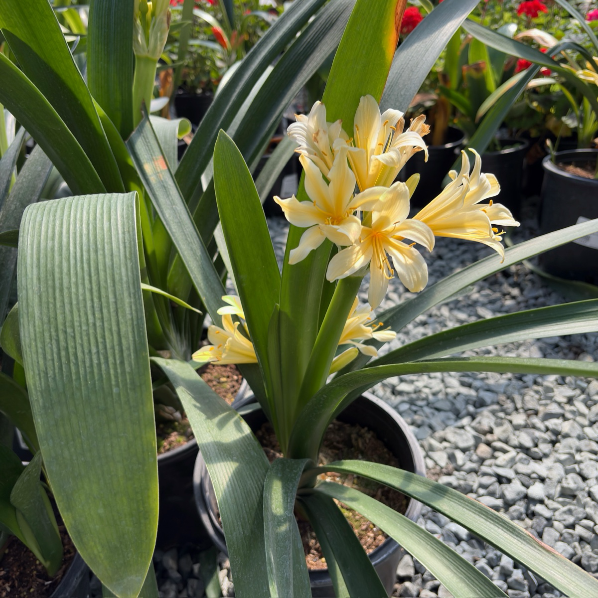 Cast-Iron Plant