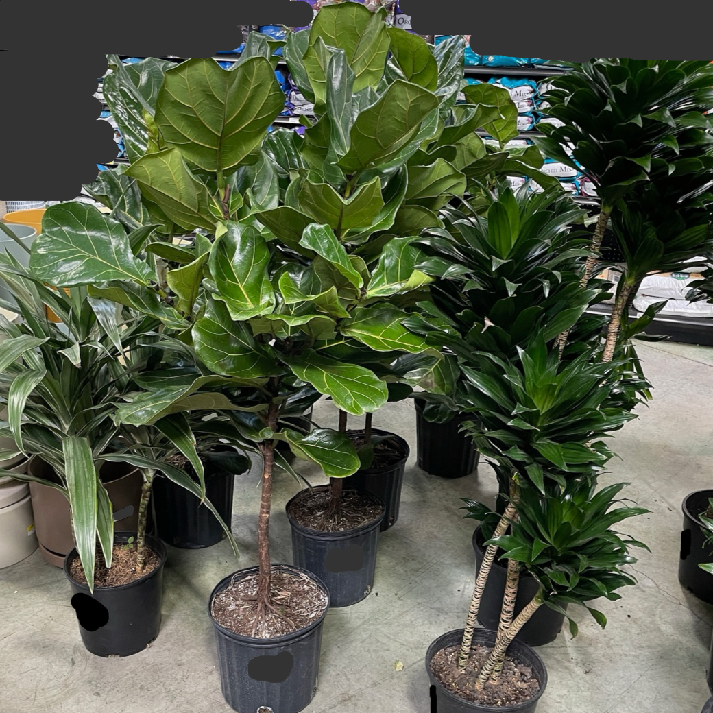 Ficus ‘lyrata’