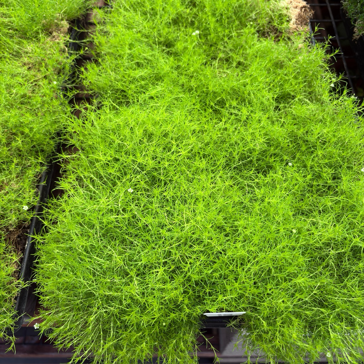 Scotch Moss