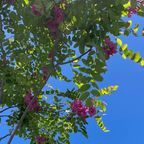 Purple Robe Black Locust