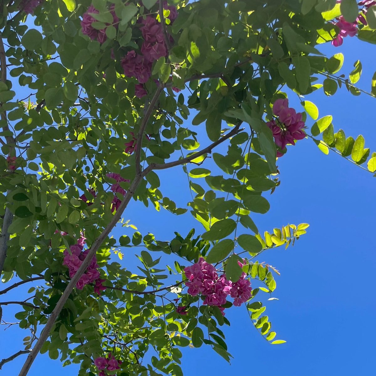 Sophora japonica-Robinia pseudoacacia