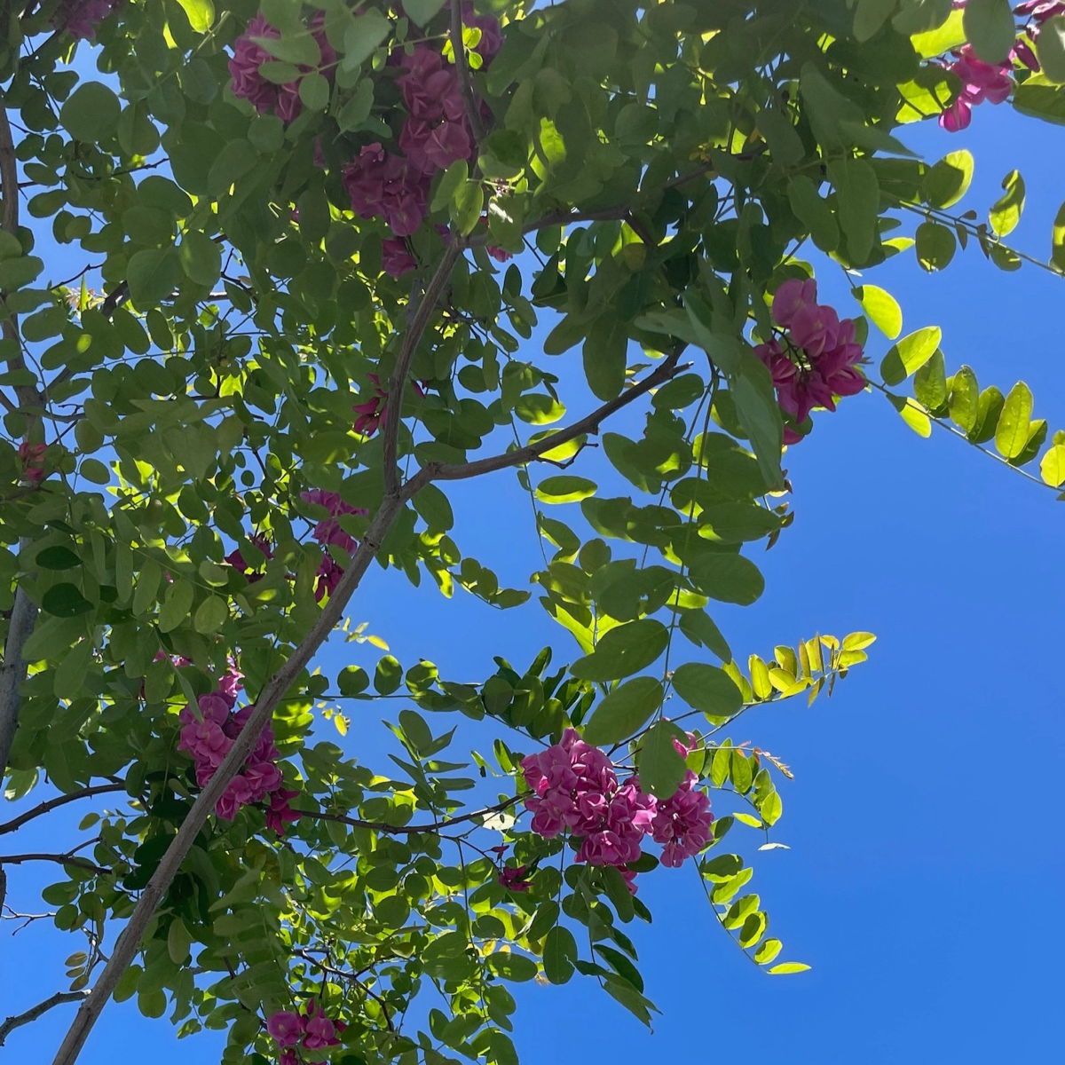 Purple Robe Black Locust