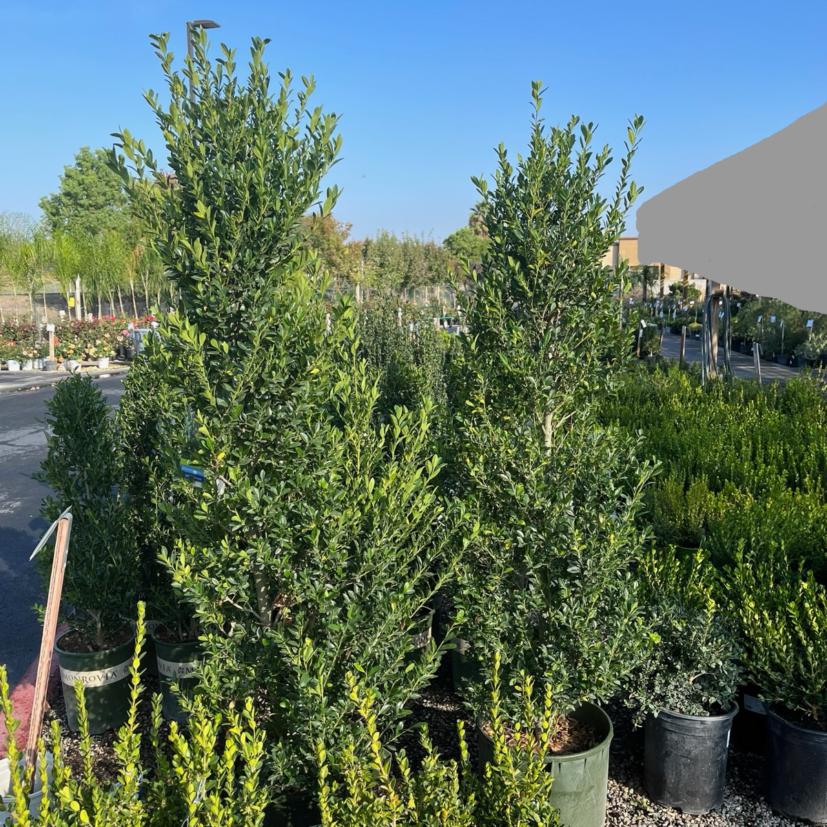 Emerald Colonnade ® Holly 