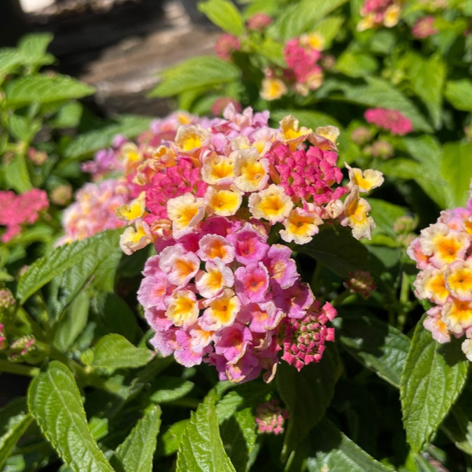 Confetti® Spreading Lantana