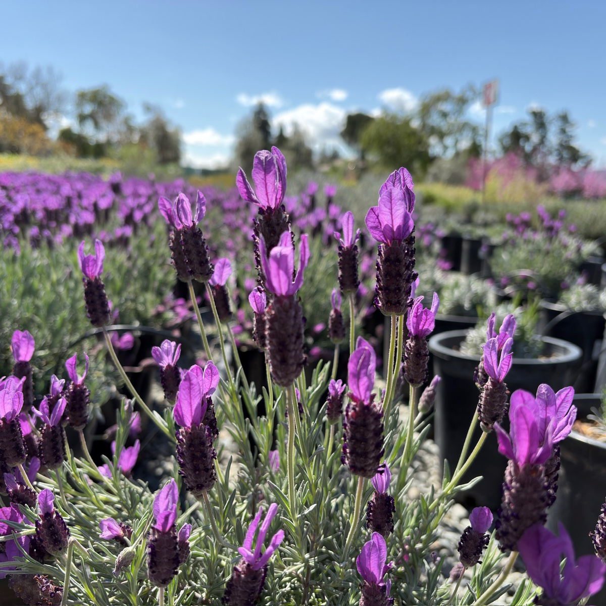Spanish Lavender