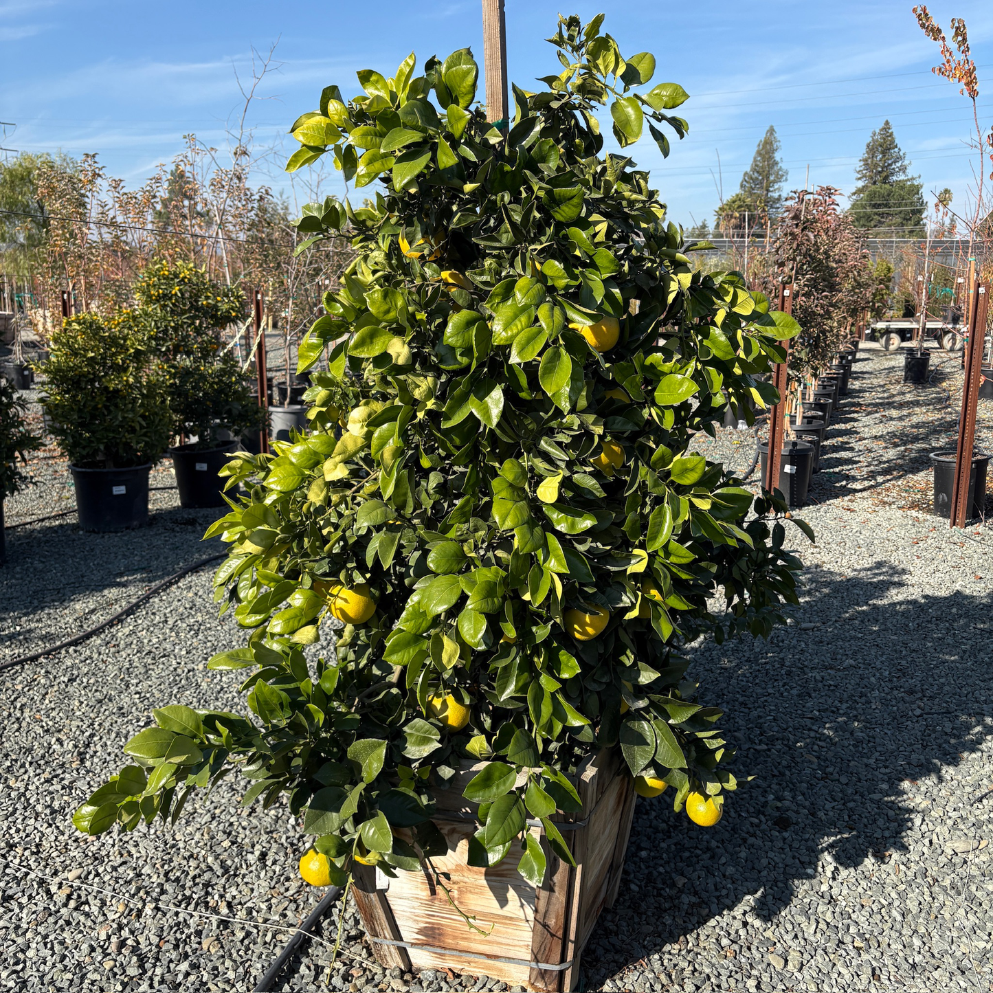 Grapefruit Tree-Sweetheart Crystal