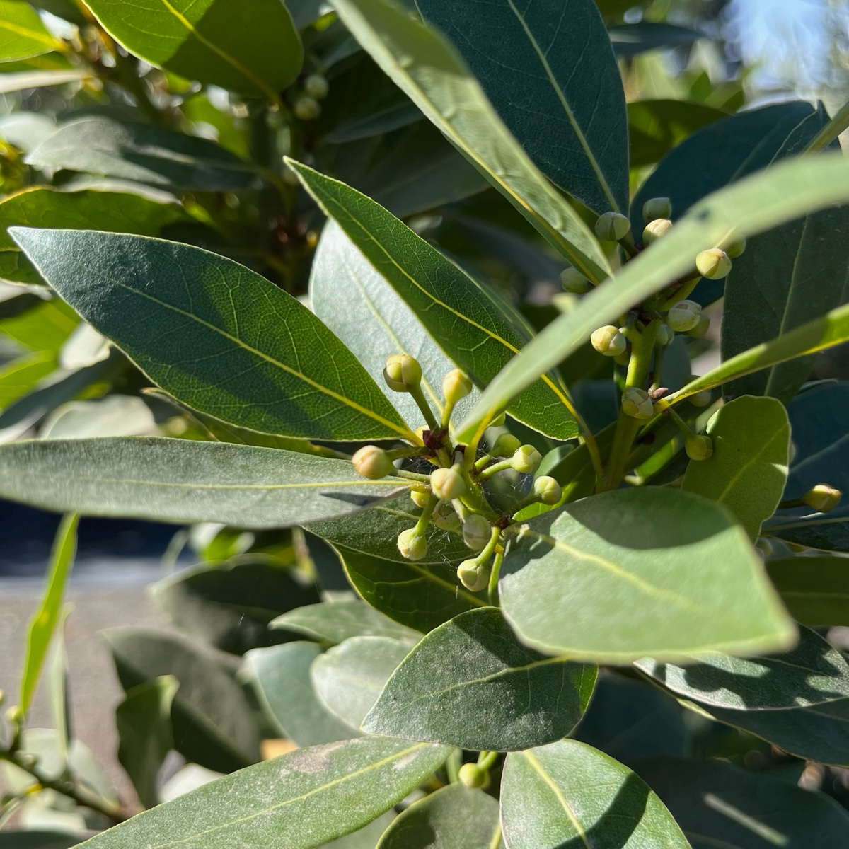 Bay Laurel