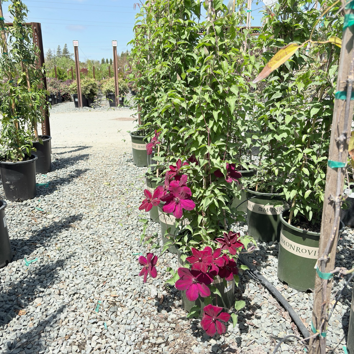 Nionbe Clematis