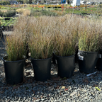 Carman's Gray Spreading Rush