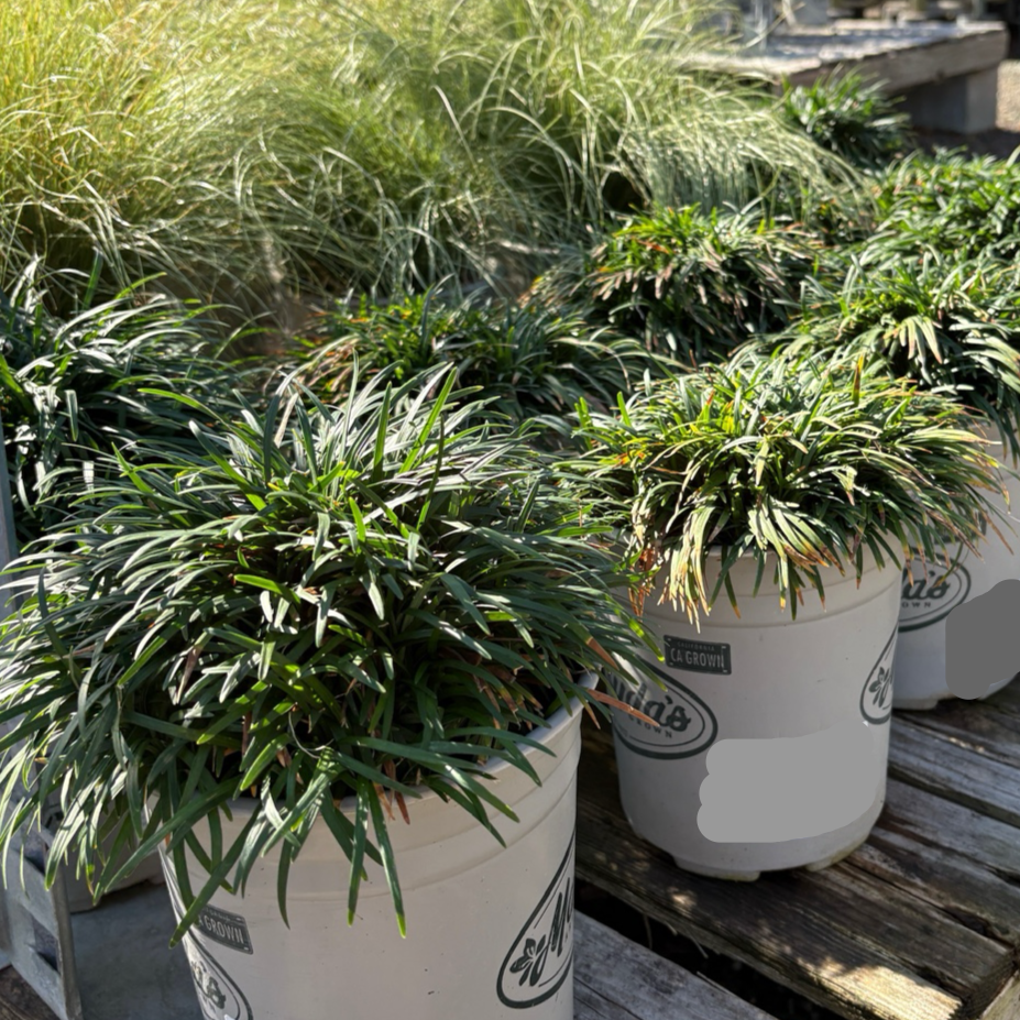 Dwarf Mondo Grass