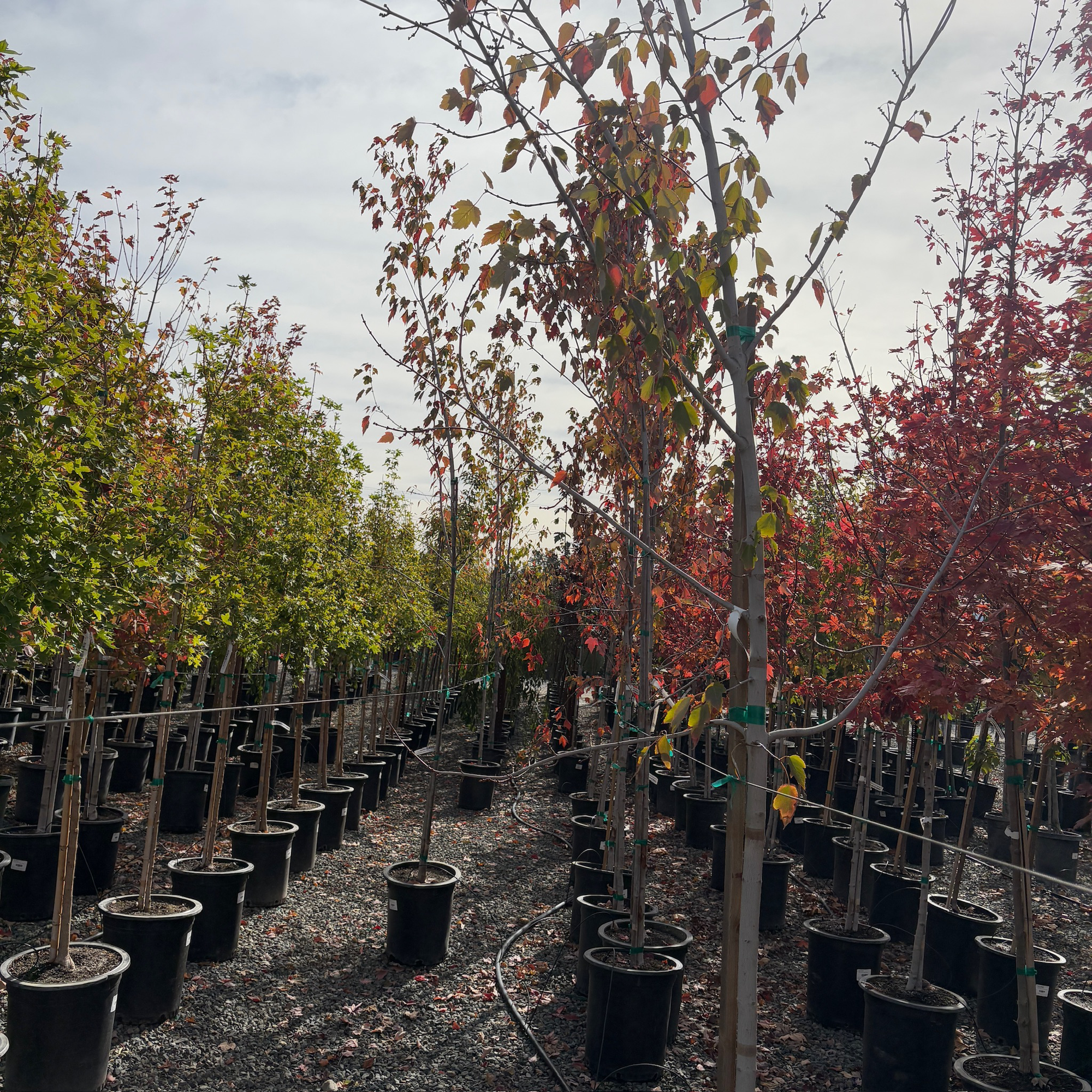 October Glory Red Maple