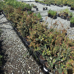 Evergreen Huckleberry