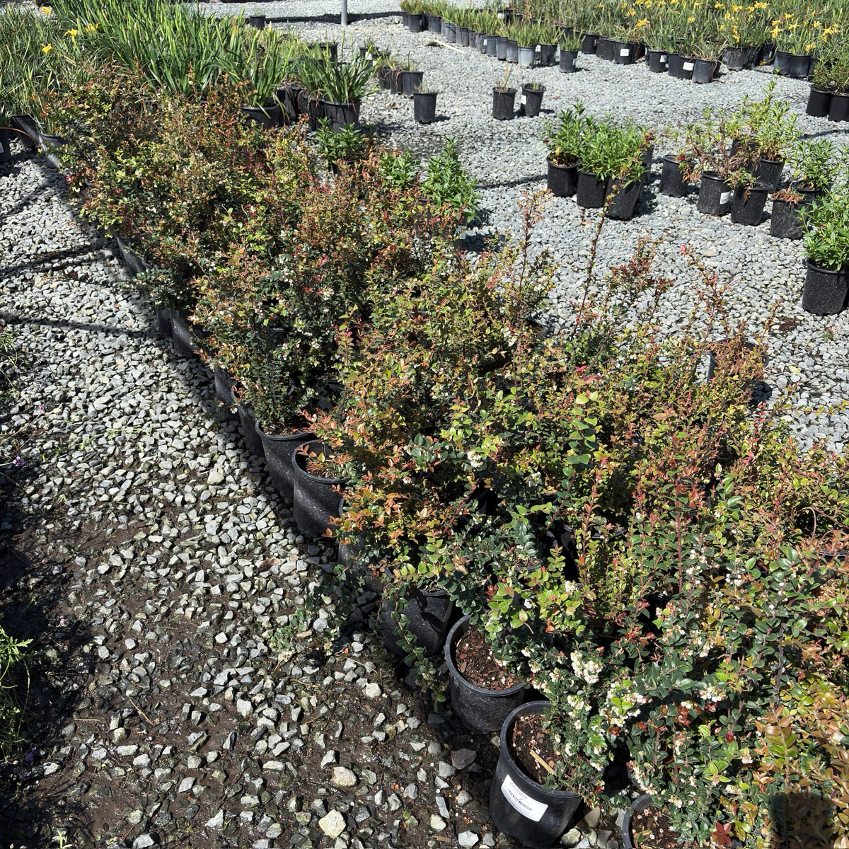 Evergreen Huckleberry