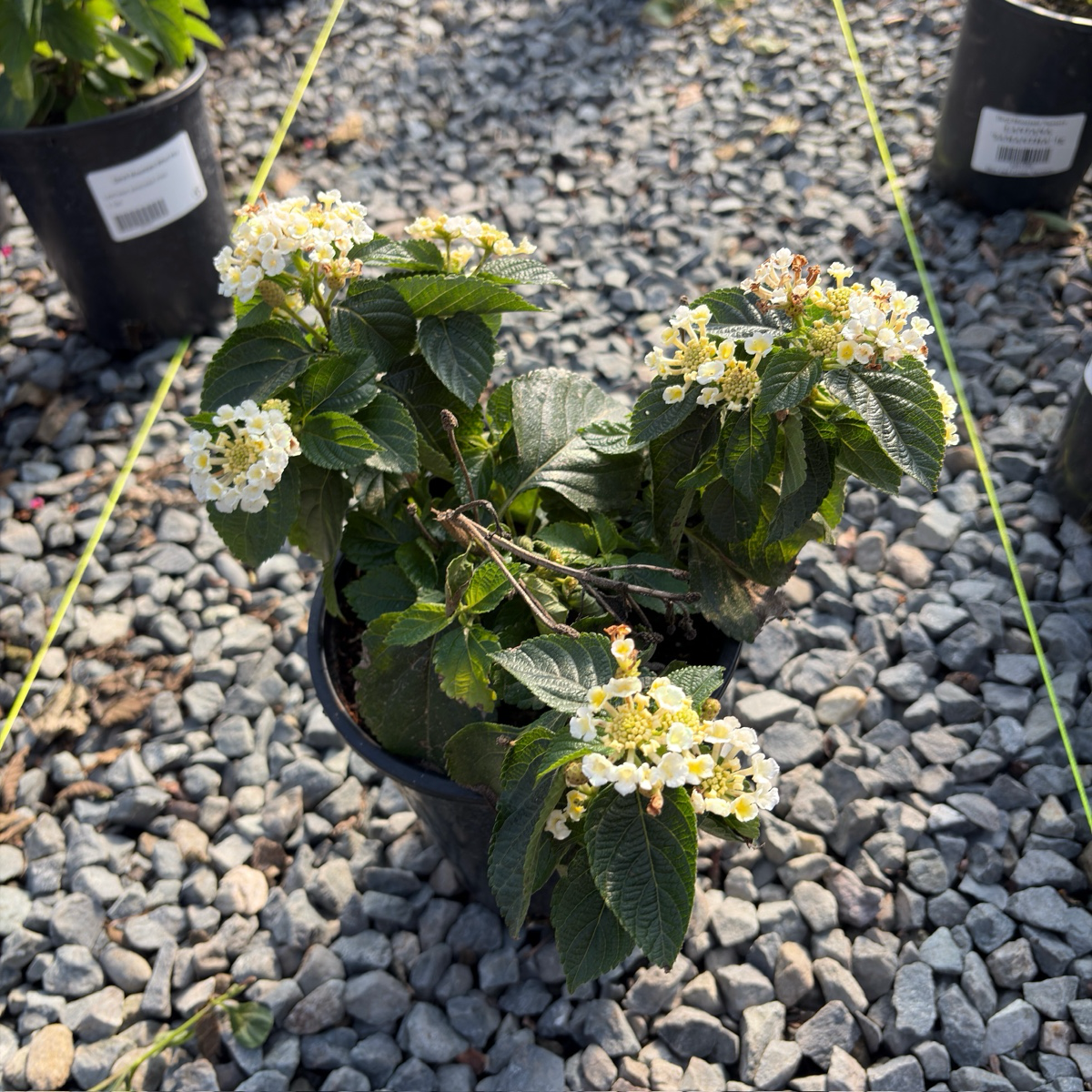 白班德娜五色梅