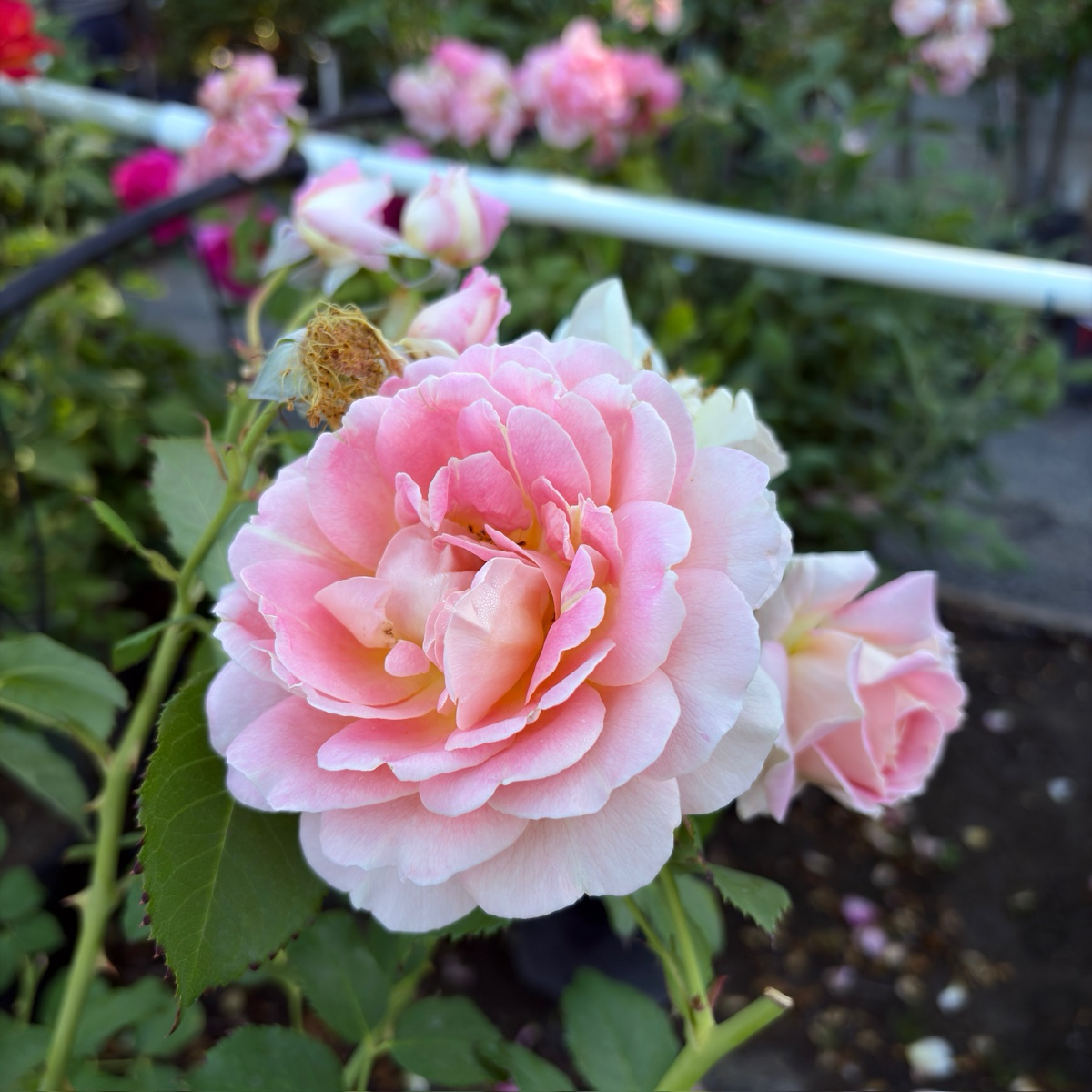 Fun In The Sun Rose