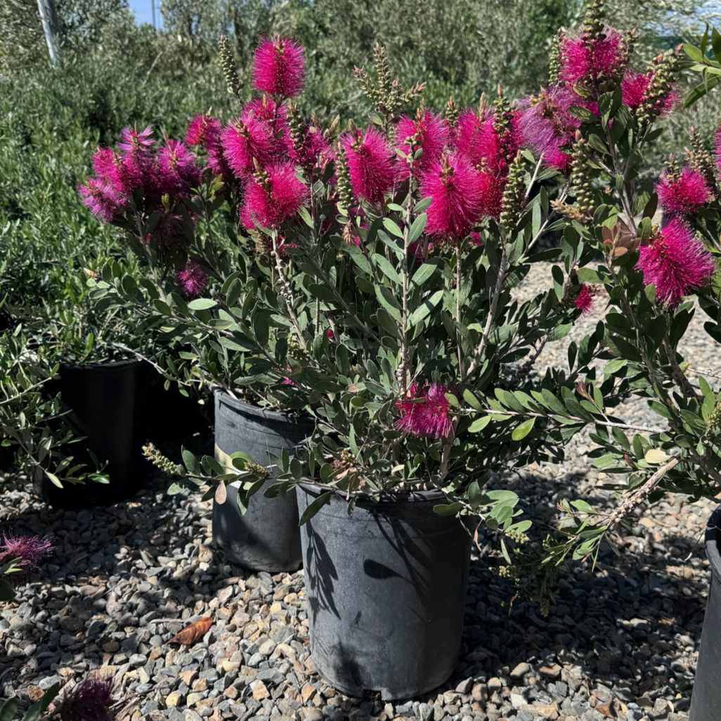 Neon Pink Bottle Pop Bottlebrush