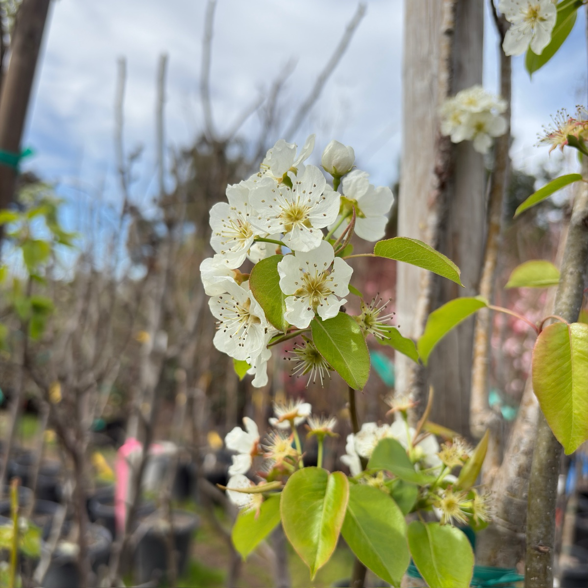 Bartlett Pear