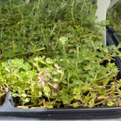 Pink Chintz Creeping Thyme