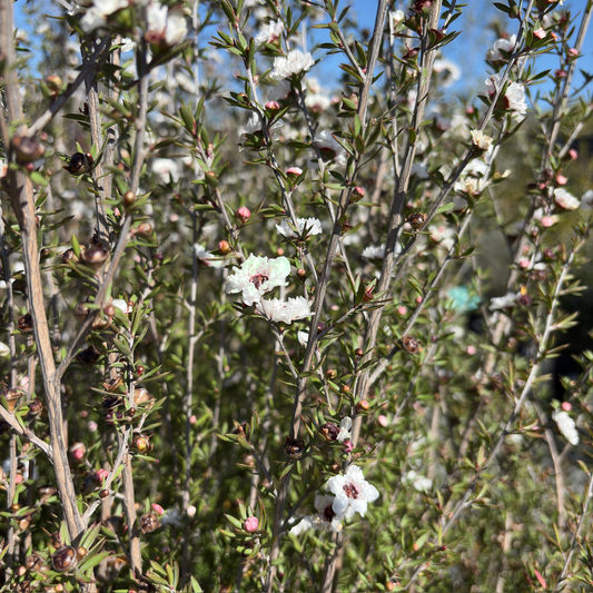 Snow White New Zealand Tea Tree, Manuka