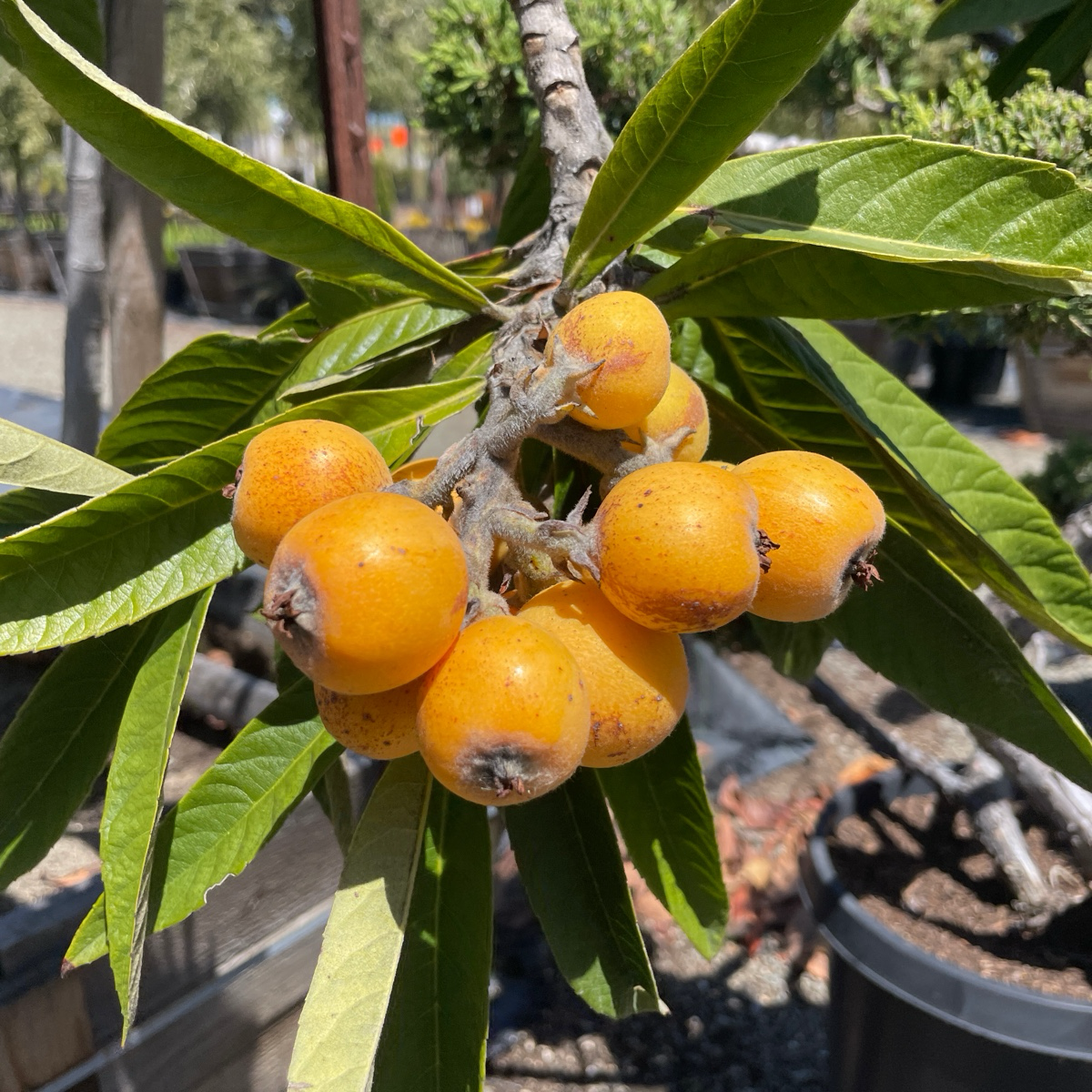 Loquat Tree-Delicious Loquat