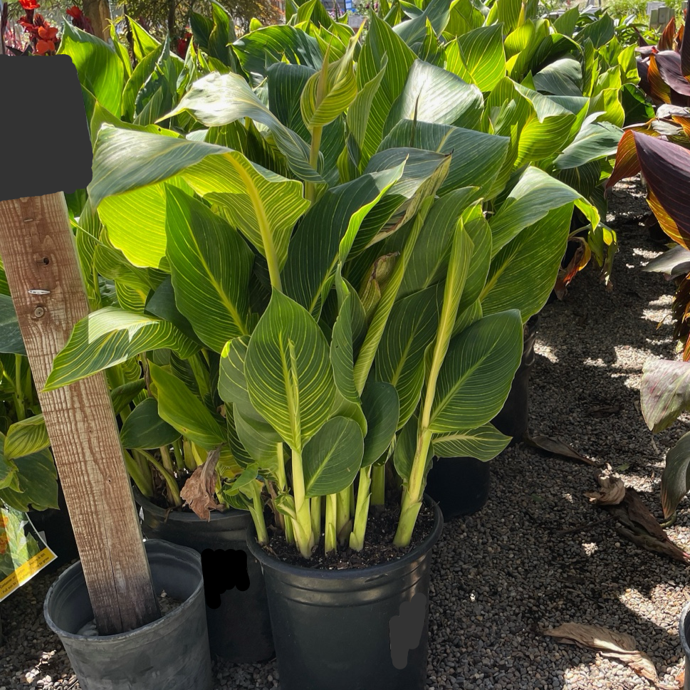 Tropicanna ®Gold Canna Lily