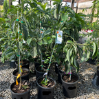 Zutano Avocado