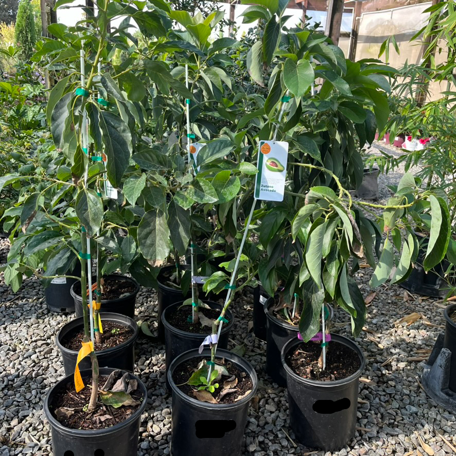 Zutano Avocado