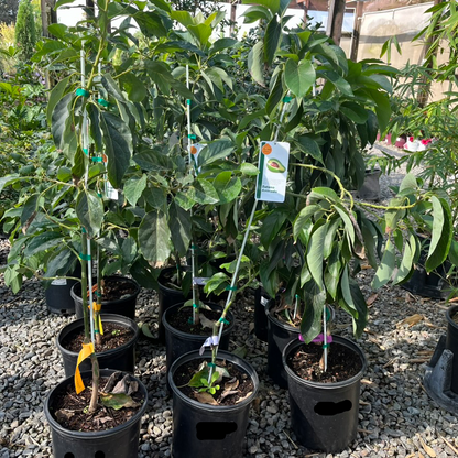 Avocado Tree - Azucar