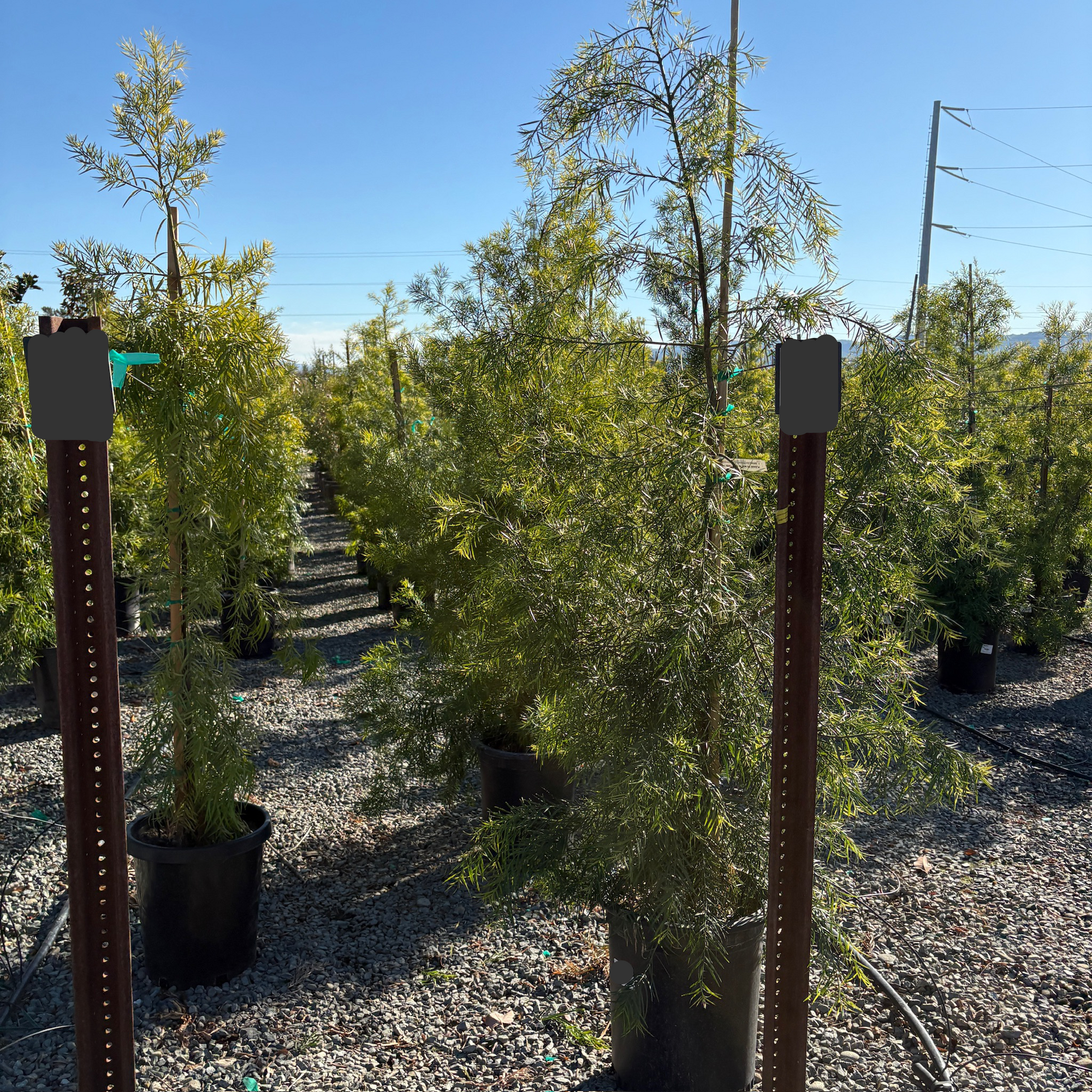 Fern Podocarpus