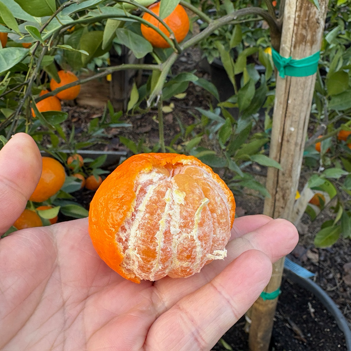 Dancy Tangerine、Dancy Mandarin
