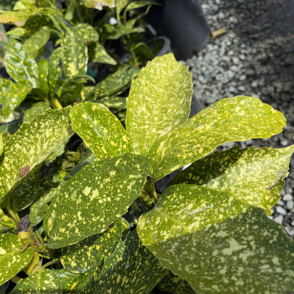 Gold coral-gold powder laurel