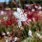 Gaura