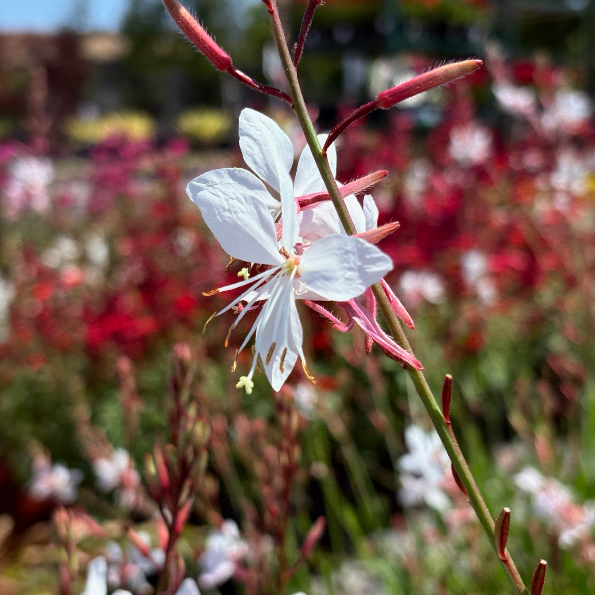 Gaura