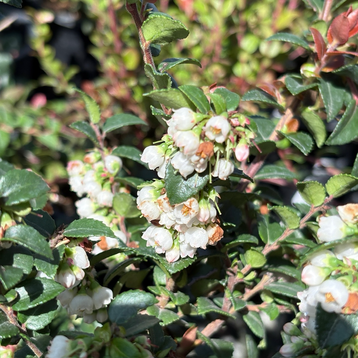 Evergreen Huckleberry