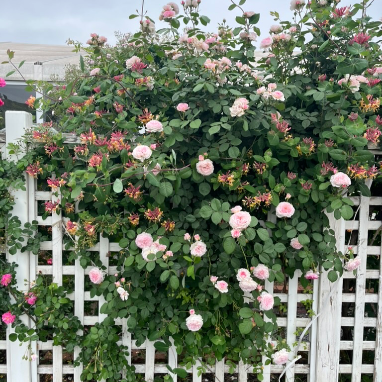 Meiviolin Climbing Rose