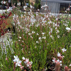 Gaura