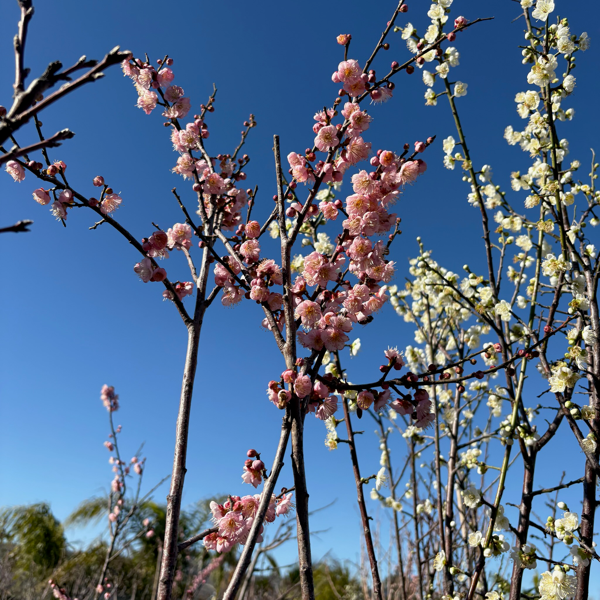 Mokel Janpanese ume plum、Mokel Flowering Apricot