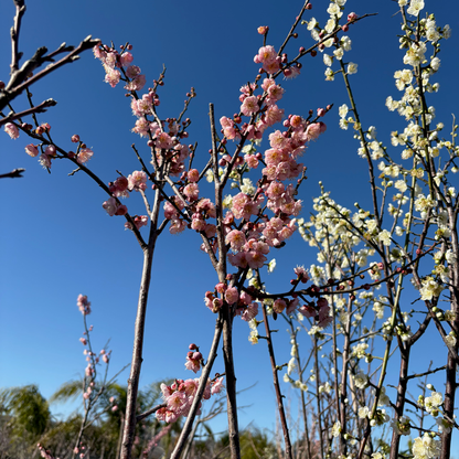 Green plum tree - Japanese green plum tree