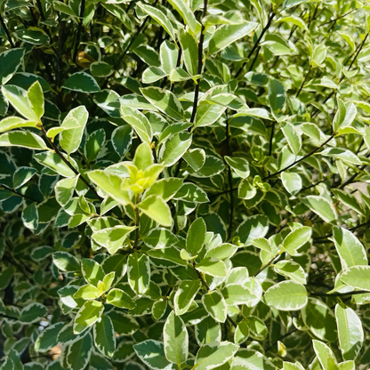 Pittosporum argentei