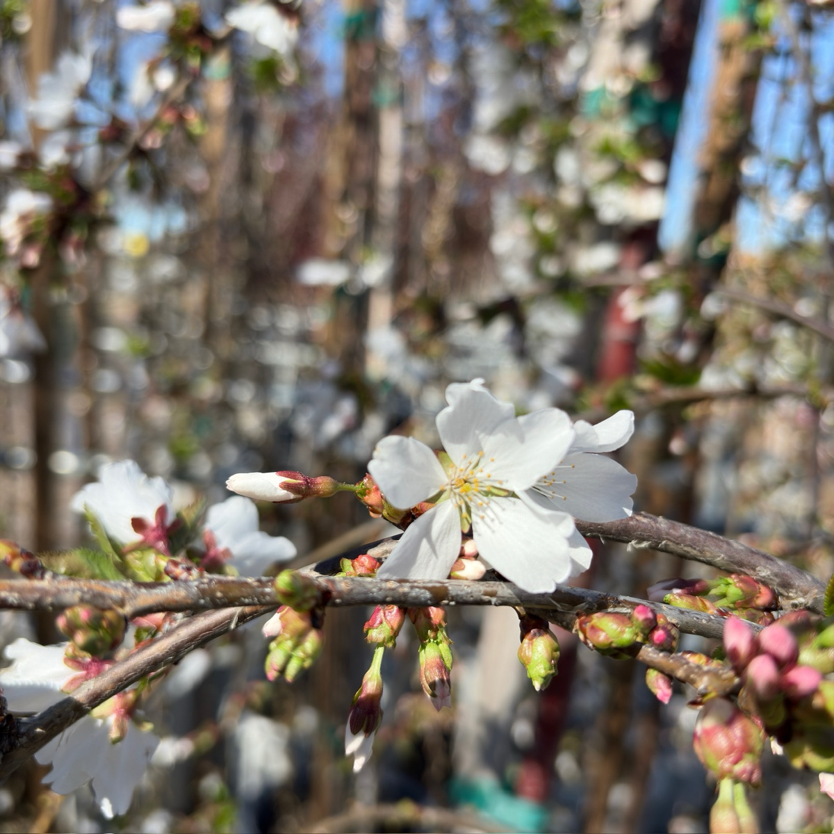 Snow Fountains Weeping Cherry