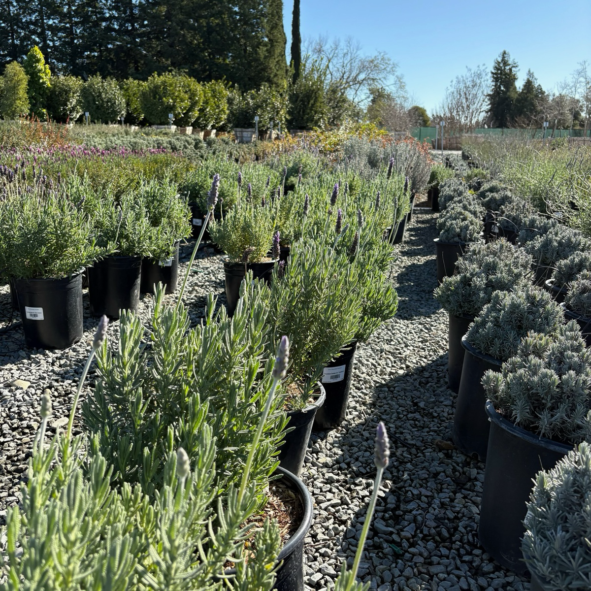 Meerlo Lavender