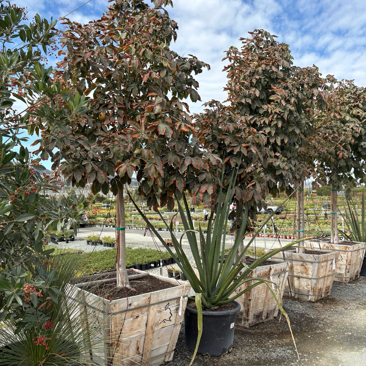 Briotii Red Horse Chestnut