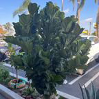 Ficus ‘lyrata’