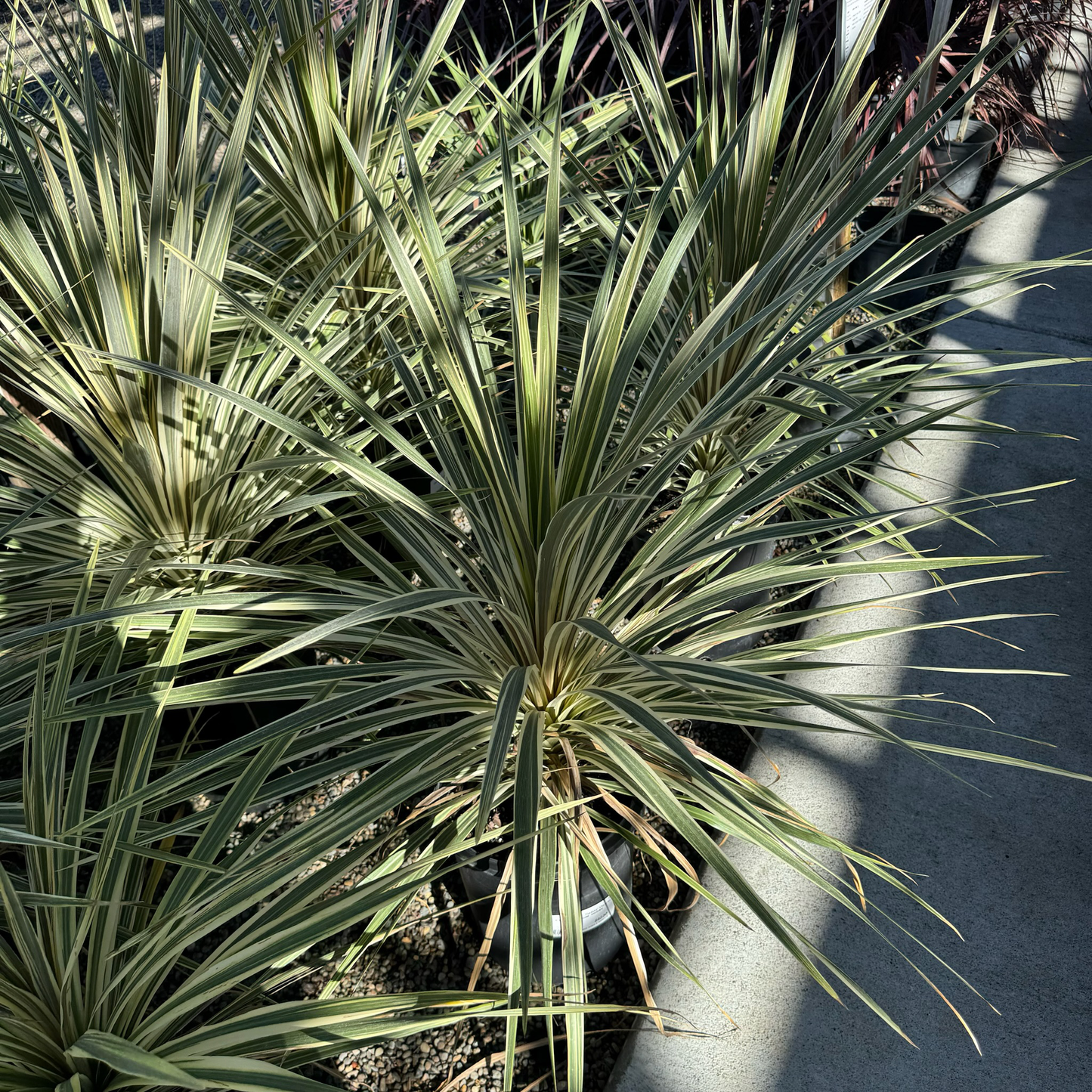 Australian Cordyline - Tobeli