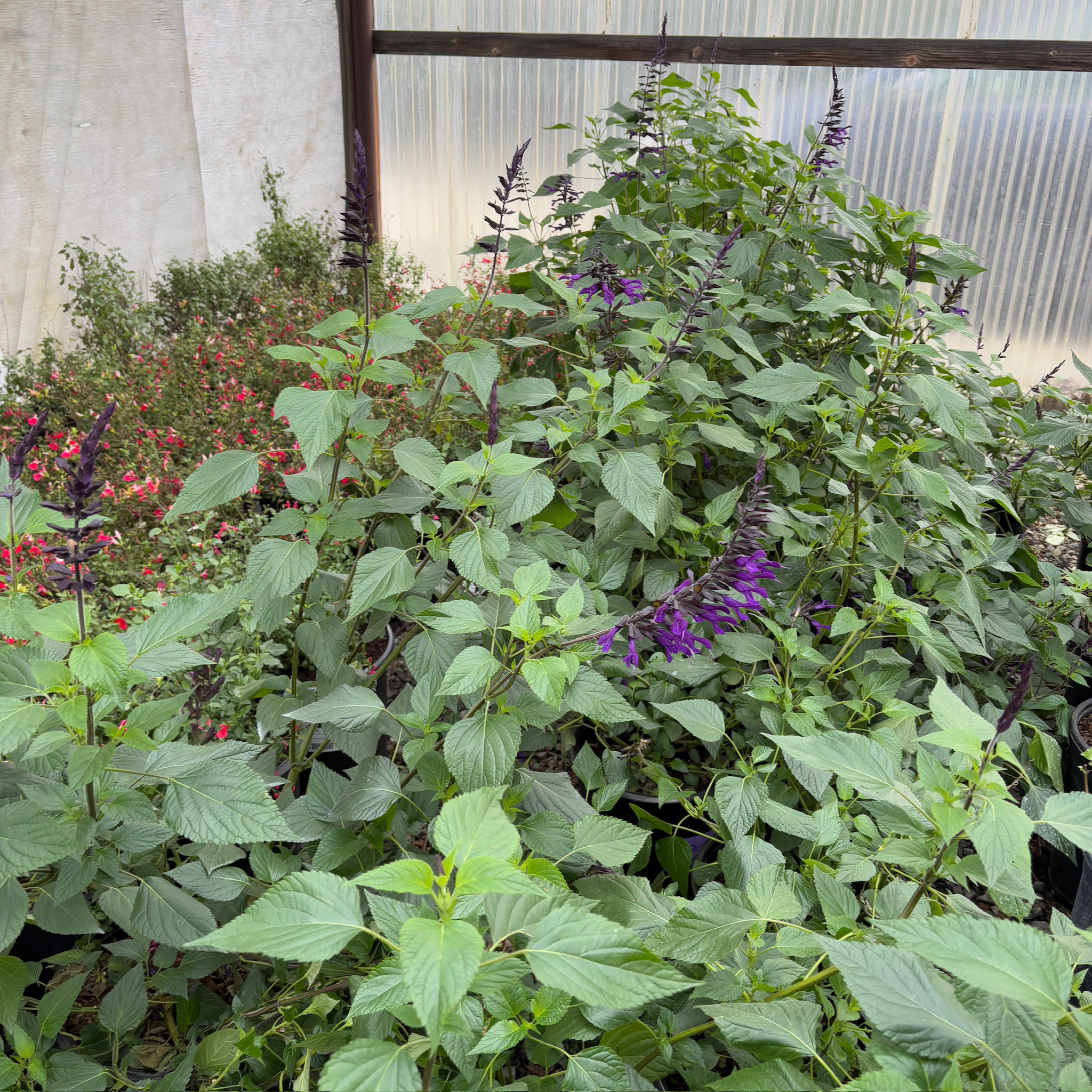 Friendship Sage