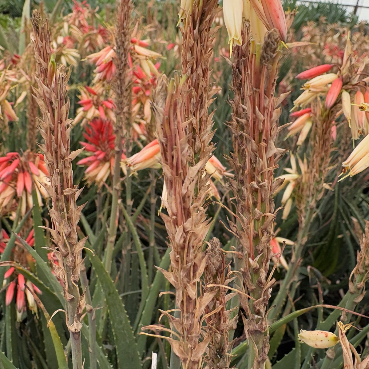 Safari Sunrise Aloe